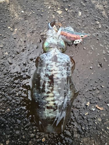 アオリイカの釣果