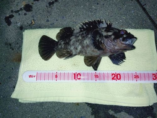 ムラソイの釣果