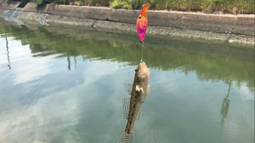 マハゼの釣果