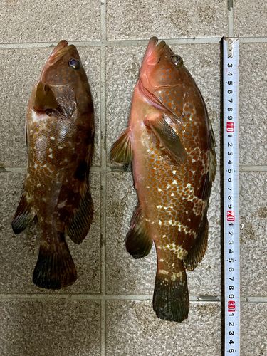 キジハタの釣果