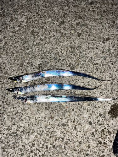 タチウオの釣果