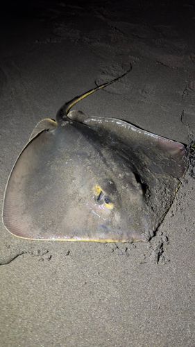 エイの釣果