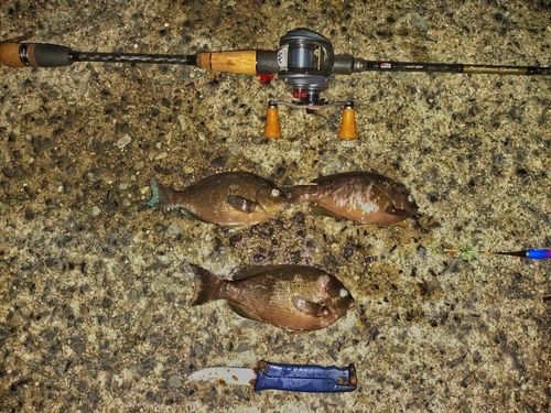 グレの釣果