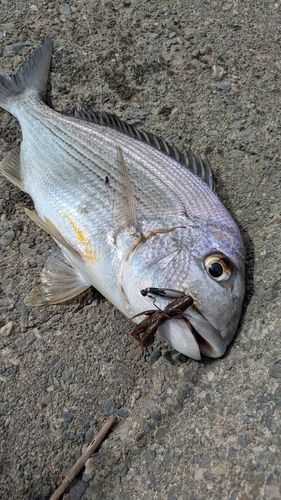 ヘダイの釣果