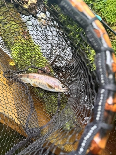 ブラウントラウトの釣果