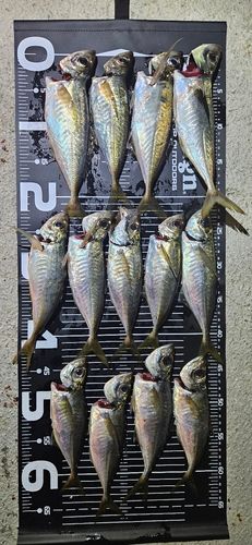 マアジの釣果