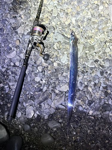 タチウオの釣果