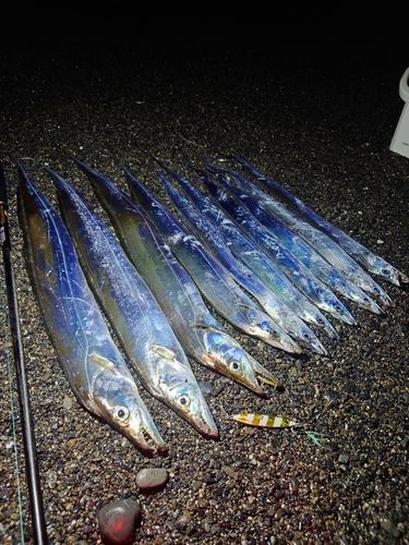 タチウオの釣果