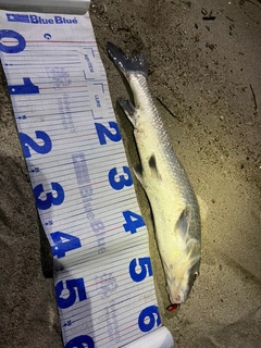 ニゴイの釣果