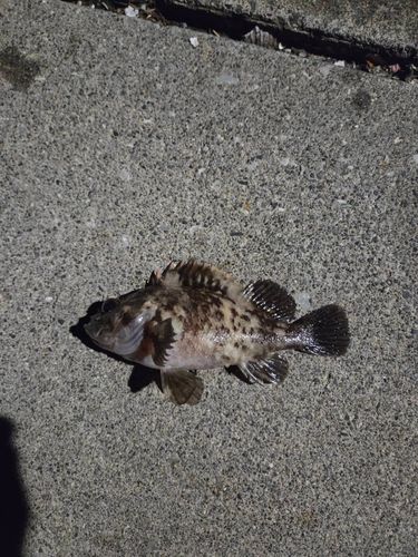 ムラソイの釣果