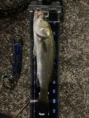 フッコ（マルスズキ）の釣果