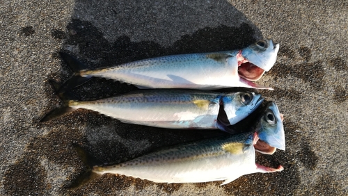 サバの釣果