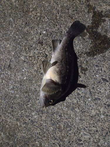 クロソイの釣果