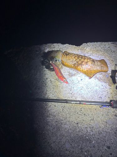アオリイカの釣果
