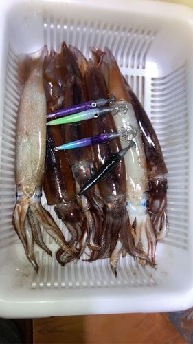 イカの釣果