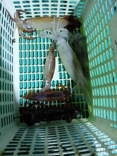 イカの釣果