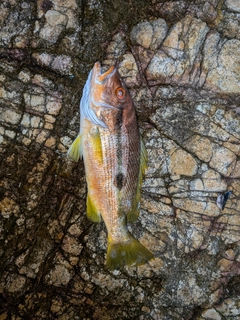 クロホシフエダイの釣果