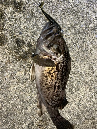 クロソイの釣果