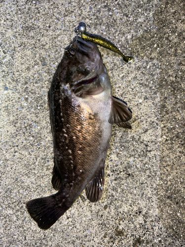 クロソイの釣果
