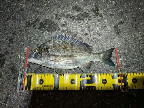 チヌの釣果