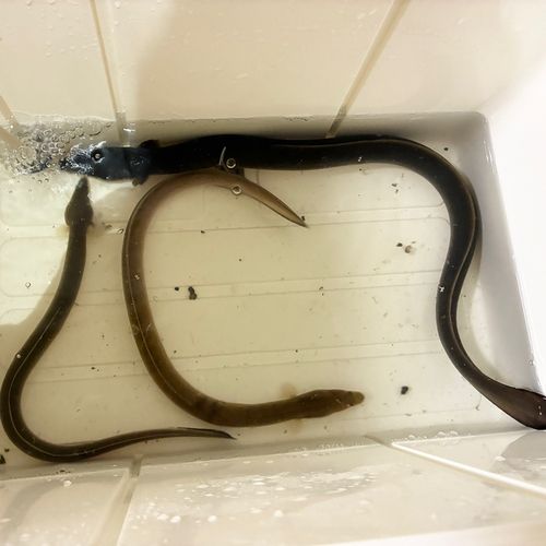 ウナギの釣果