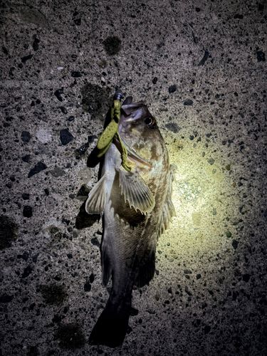 クロソイの釣果