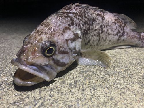 クロソイの釣果