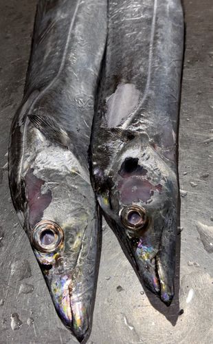 タチウオの釣果