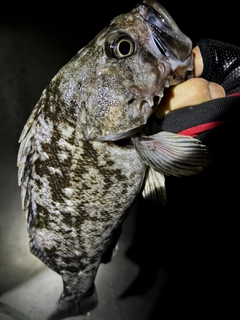 クロソイの釣果