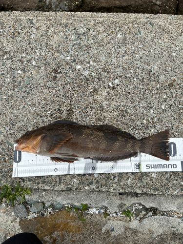 アイナメの釣果