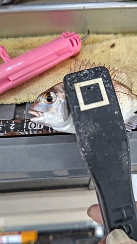 チャリコの釣果
