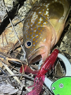 アコウの釣果