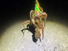 タコの釣果