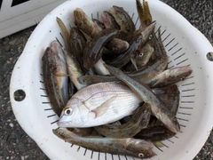 マハゼの釣果