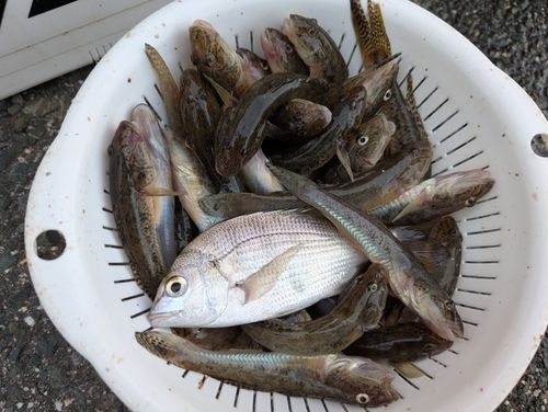 マハゼの釣果