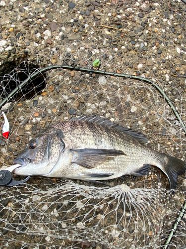 チヌの釣果