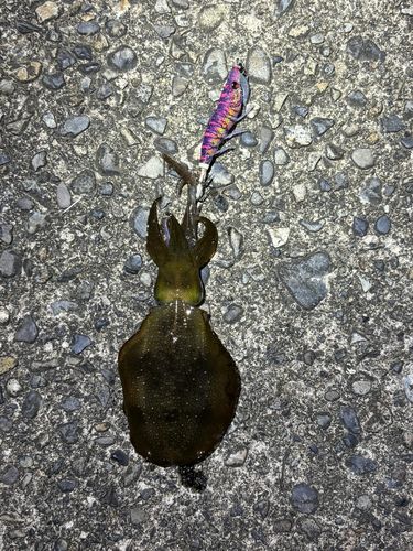 アオリイカの釣果