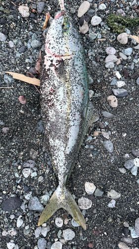 イナダの釣果