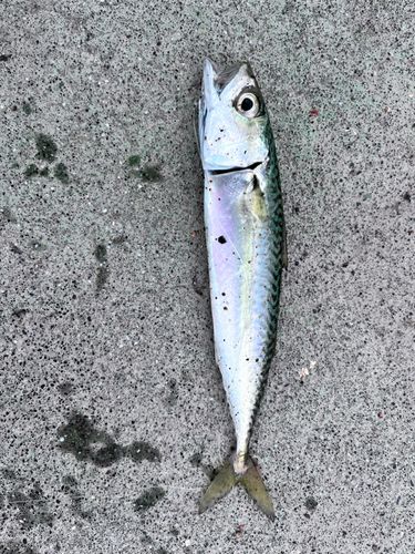 マサバの釣果