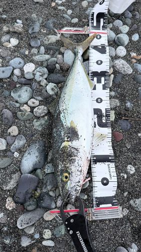 イナダの釣果