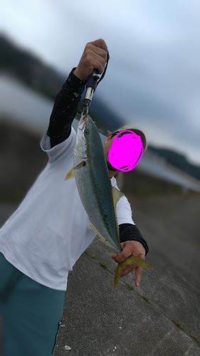 イナダの釣果
