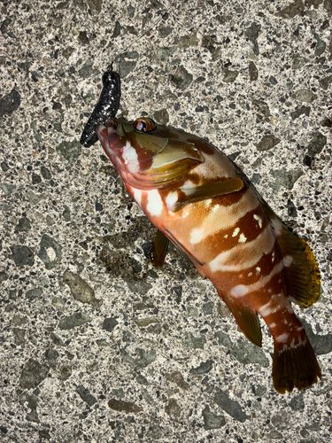アカハタの釣果