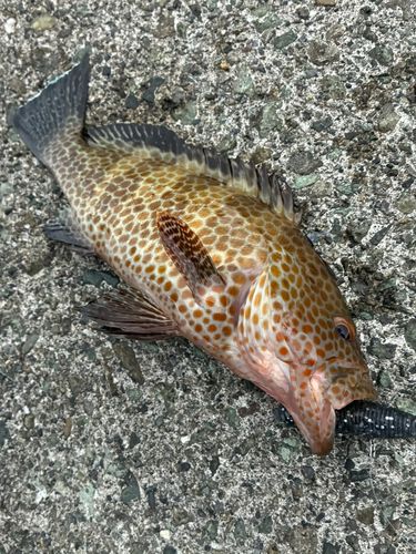 オオモンハタの釣果