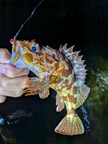 カサゴの釣果