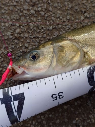 ウグイの釣果