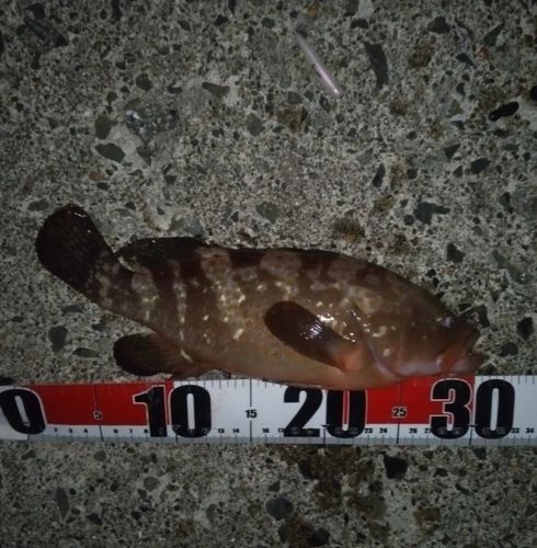 キジハタの釣果