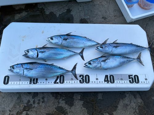 ヒラソウダの釣果