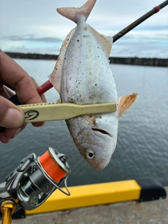 ショゴの釣果