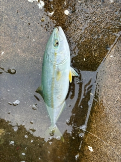 フクラギの釣果