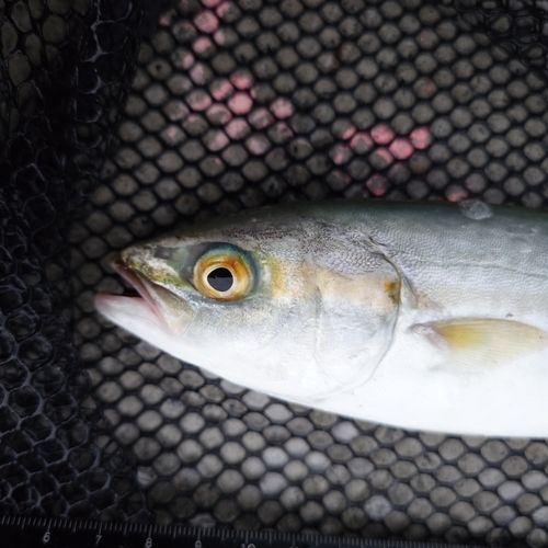 ツバイソの釣果